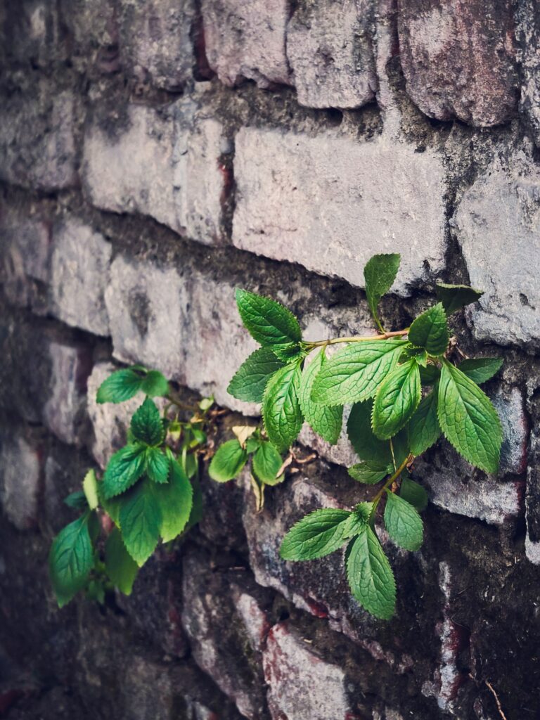 Close-up of green leaves emerging from a rustic brick wall, showcasing nature's resilience.